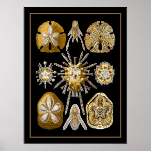 Poster Vintage Künstler Ernst Haeckel Echinoidea