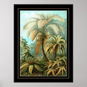 Poster Vintage Künstler Ernst Haeckel Filicinae