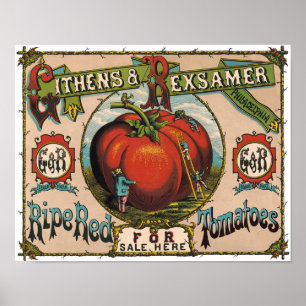 Poster Vintage reife rote Tomaten