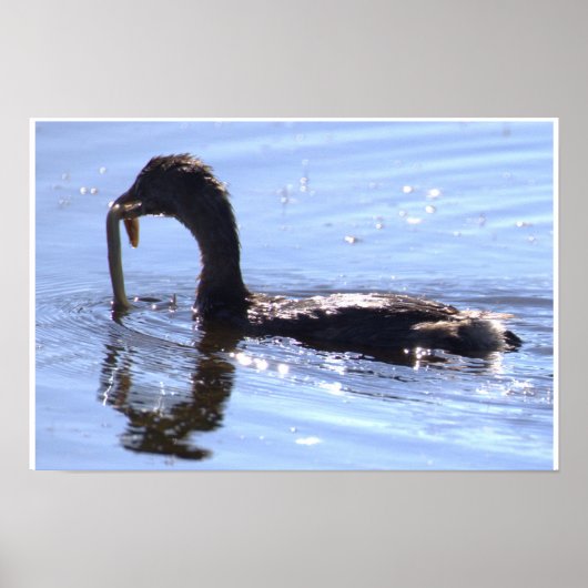 Poster Vogel mit Aal (Vorne)