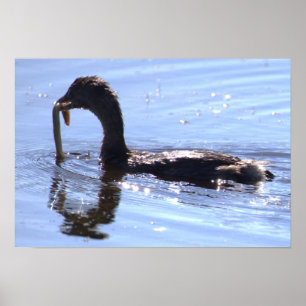 Poster Vogel mit Aal