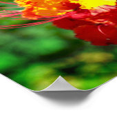 Poster vom Mexikanischen Bird of Paradise (Ecke)