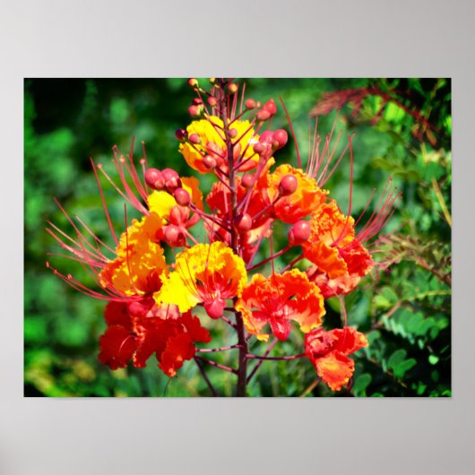 Poster vom Mexikanischen Bird of Paradise (Vorne)