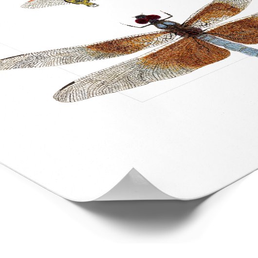 Poster von 5 Libellenarten (Ecke)