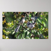 Poster von Adult Mockingbird und Young Mocking Bir (Vorne)