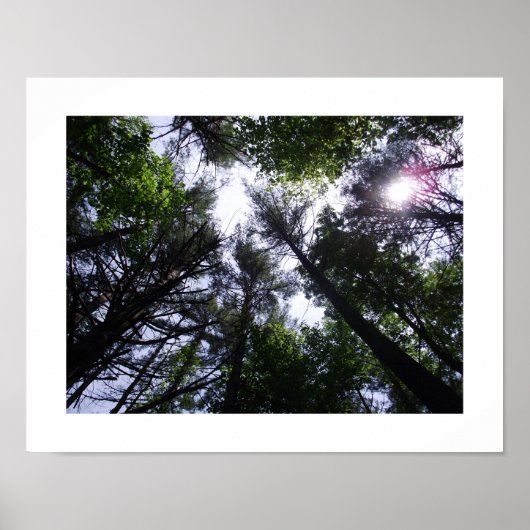 Poster von Bäumen in einem Wald. (Vorne)