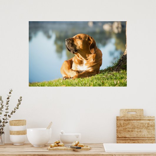 Poster von Boerboel Hund (Küche)