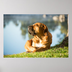 Poster von Boerboel Hund