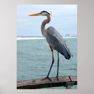 Poster von Great Blue Heron