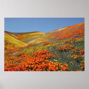 Poster von Poppies aus Kalifornien AB 8,99