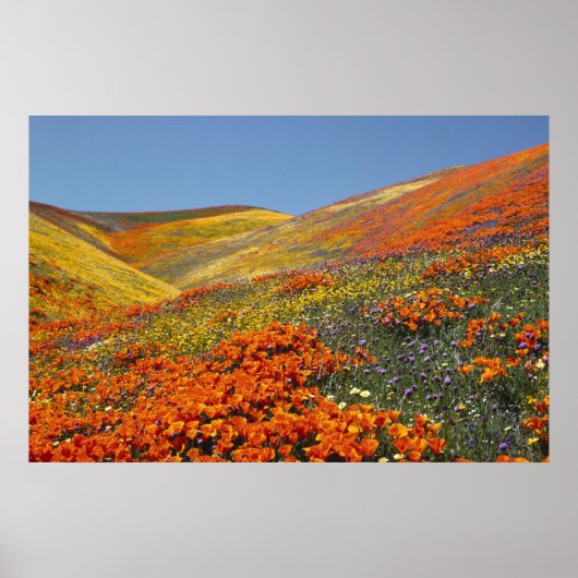 Poster von Poppies aus Kalifornien AB 8,99 (Vorne)