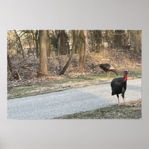 Poster von Wild Truthühnern