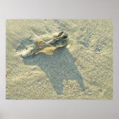 Poster Wave-Washed-Muschel (Vorne)