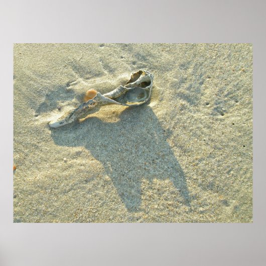 Poster Wave-Washed-Muschel (Vorne)