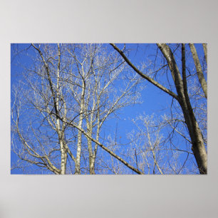 Poster "Weiße Barbe"