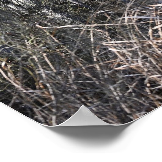 Poster "Weiße Barbe" (Ecke)