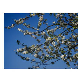 Poster - Weiße Kirschblüten vor blauem Himmel