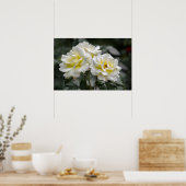 Poster Weiße Rose Fotografie (Küche)