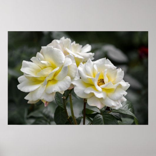 Poster Weiße Rose Fotografie (Vorne)