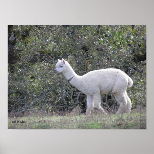 Poster - Weißes Alpaca (Vorne)