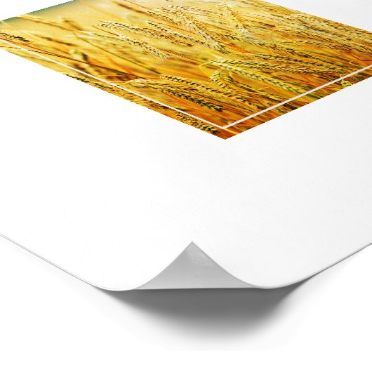 Poster-Weizen Poster (Ecke)