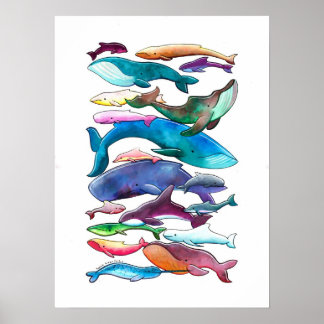 Poster "Whale, Dolphin & Porpoise" (klein - groß)