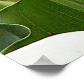 Poster, WHITE CALLA LILIES_ Horiz # 1 Poster (Ecke)