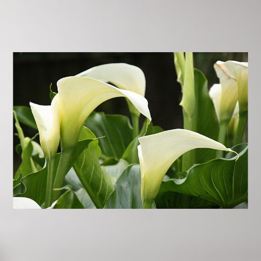 Poster, WHITE CALLA LILIES_ Horiz # 1 Poster (Vorne)