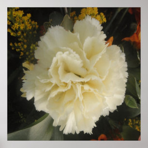 Poster White Carnation Beauty