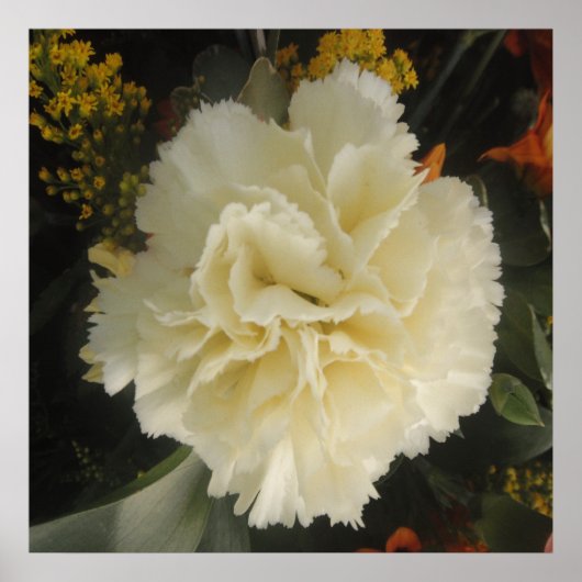 Poster White Carnation Beauty (Vorne)