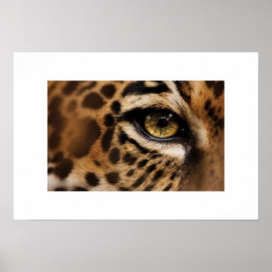 Poster-Wild Cat Poster (Vorne)