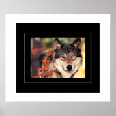 Poster-Wolf Poster (Vorne)