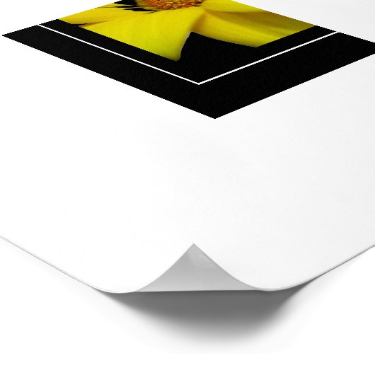 Poster-Yellow Daisy Poster (Ecke)