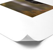 Poster-Yellowstone-Bär Poster (Ecke)