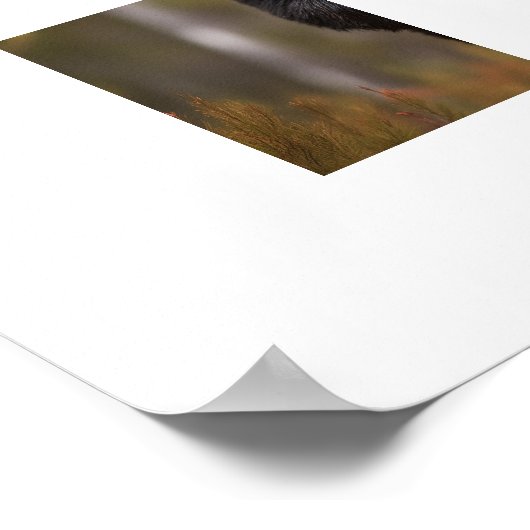 Poster-Yellowstone-Bär Poster (Ecke)