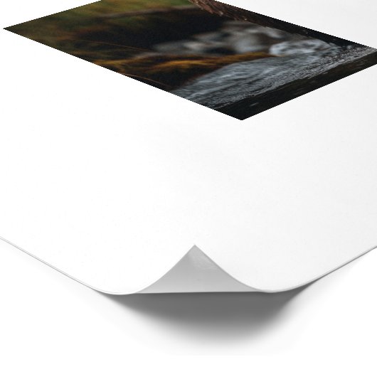 Poster-Yellowstone-Bär Poster (Ecke)