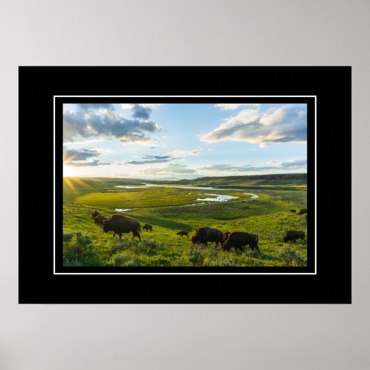 Poster Yellowstone Buffalo (Vorne)