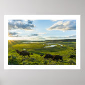 Poster Yellowstone Buffalo (Vorne)