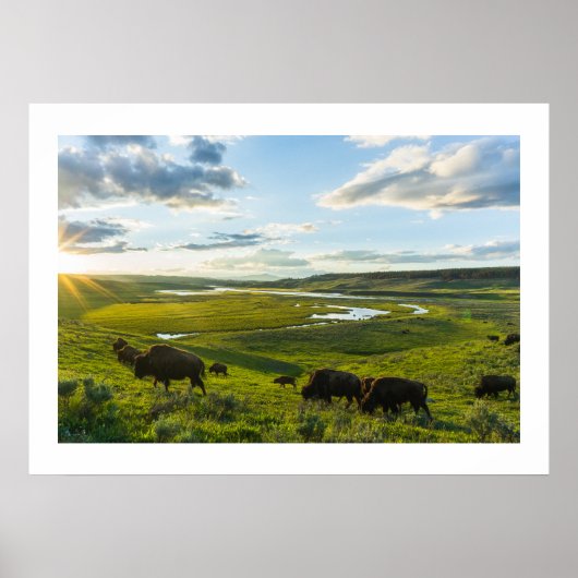 Poster Yellowstone Buffalo (Vorne)