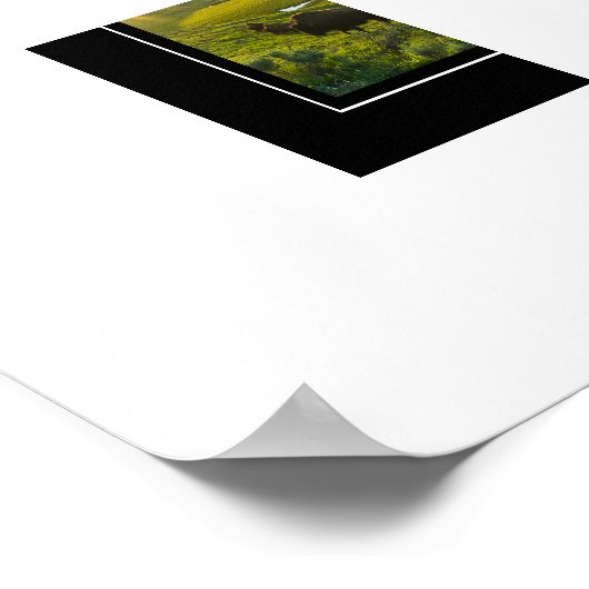 Poster Yellowstone Buffalo (Ecke)