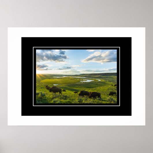Poster Yellowstone Buffalo (Vorne)