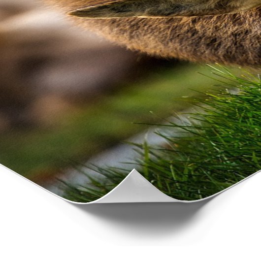 Poster Yellowstone Elch (Ecke)