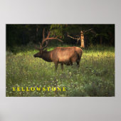 Poster Yellowstone Elch (Vorne)