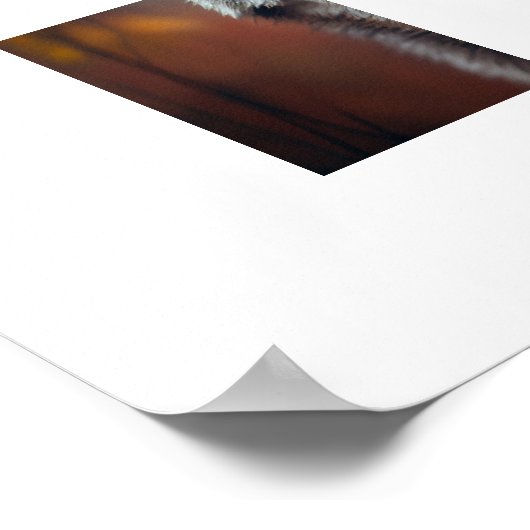 Poster Yellowstone Wolf (Ecke)