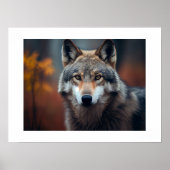 Poster Yellowstone Wolf (Vorne)