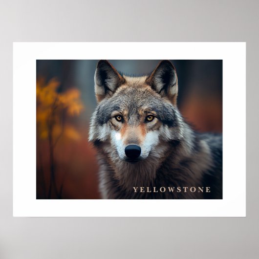 Poster Yellowstone Wolf (Vorne)
