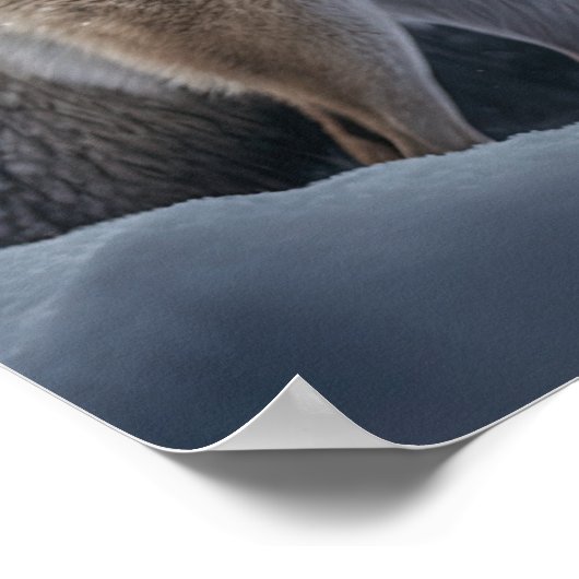 Poster Yellowstone Wolf (Ecke)