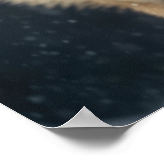 Poster Yellowstone Wolf (Ecke)