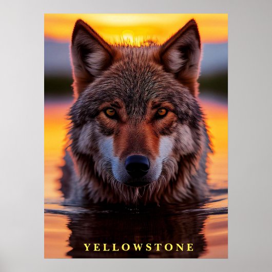 Poster Yellowstone Wolf (Vorne)