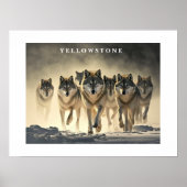 Poster Yellowstone Wolves (Vorne)